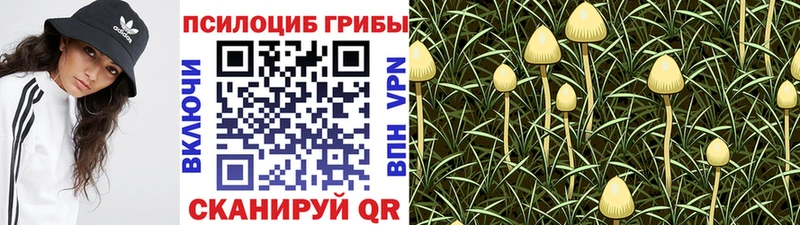 Псилоцибиновые грибы Magic Shrooms  Новая Ладога 